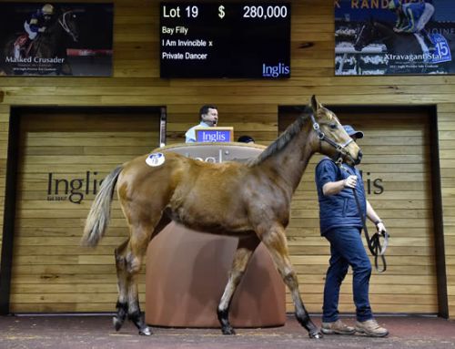 $280,000 I Am Invincible Filly Tops Inglis Great Southern Sale