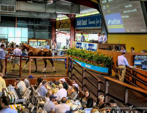 2015 Magic Millions Broodmare Draft