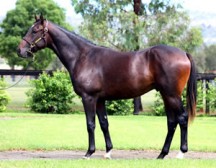 $750,000 for Oceanfast Colt