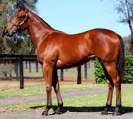 Ingham Magic Half-Brother for MM