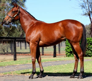Ingham Magic Half-Brother for MM