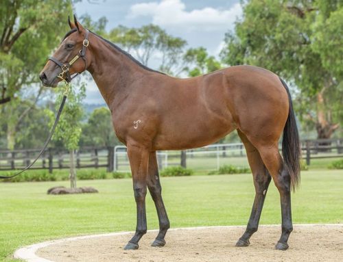 Lot 327: Bay Filly, Hellbent x Union Dues (NZ)