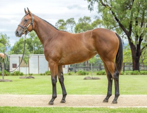 Lot 384: Bay Filly, I Am Invincble x Another Sunday