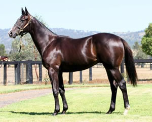 Rosehill Win for Half-Brother to Econsul