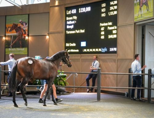 Hellbent popular at Inglis Classic