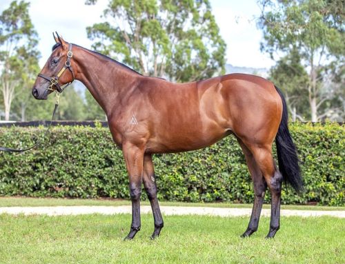 Lot 121: I Am Invincible x Macroura colt