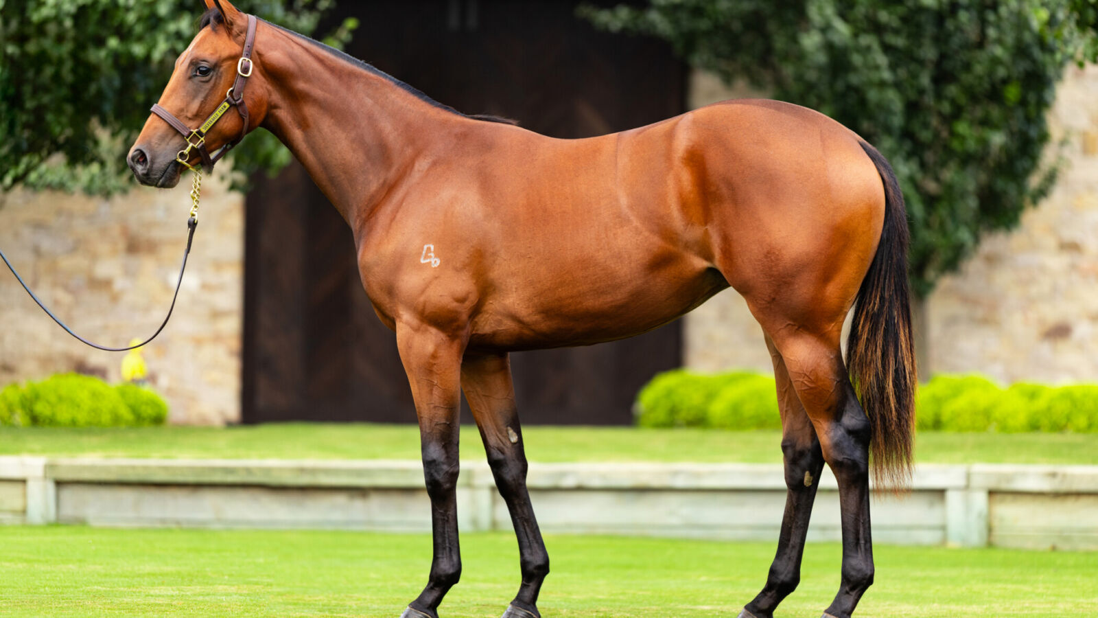 $1.7million I Am Invincible Filly. Sweet Sherry Does it Again!