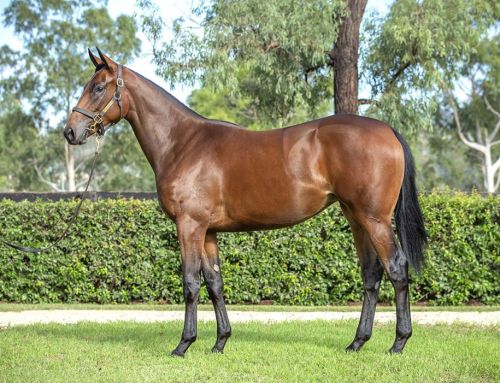 Lot 142: I Am Invincible x Meliora filly