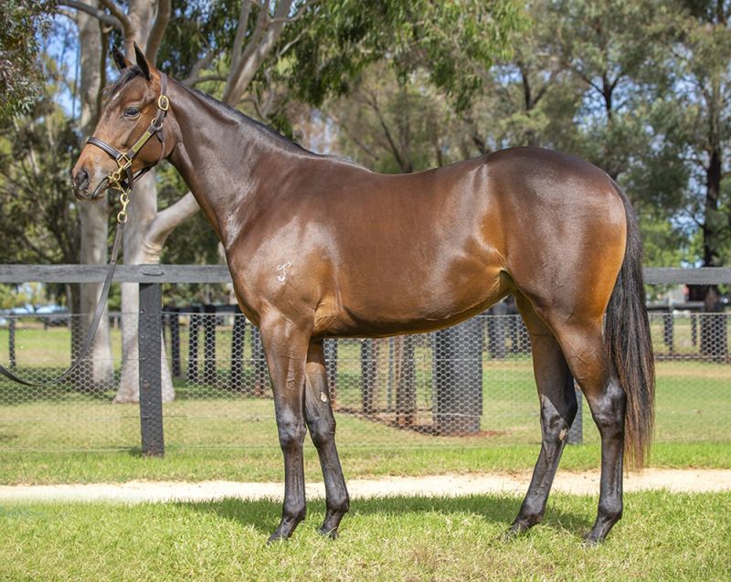 Sales – Yarraman Park Stud