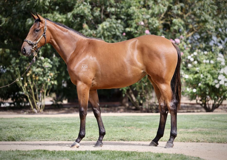 $1.1million I Am Invincible Filly Something Special – Yarraman Park Stud