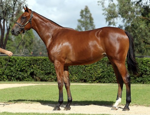 Lot 169 – Choisir x French Elle – Filly