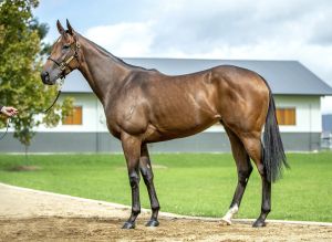 2025 Inglis Chairman’s – Lot 17