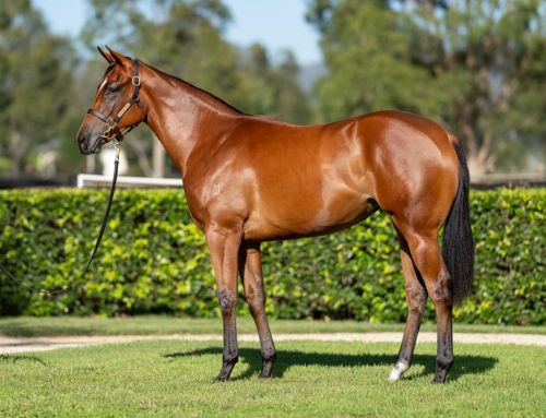 Lot 176: I Am Invincible x Francaletta – filly