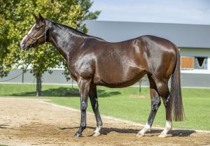 Inglis Chairman’s – Lot 18