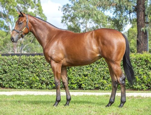 Lot 186: I Am Invincible x Notting Hill filly