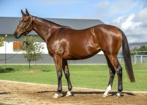 2025 Inglis Chairman’s – Lot 2