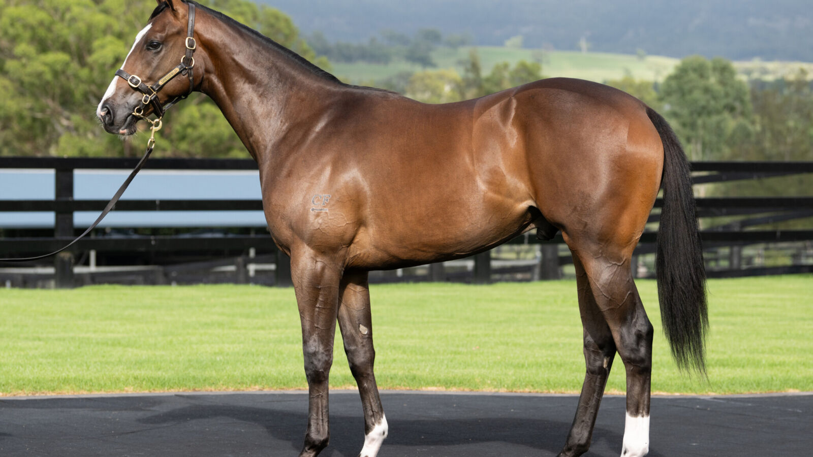 Newgate/China Horse Club Partners Swoop on $1.35million I Am Invincible Colt