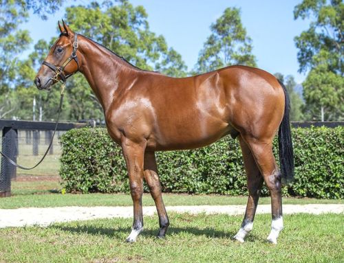 Lot 202: I Am Invincible x Overstep colt