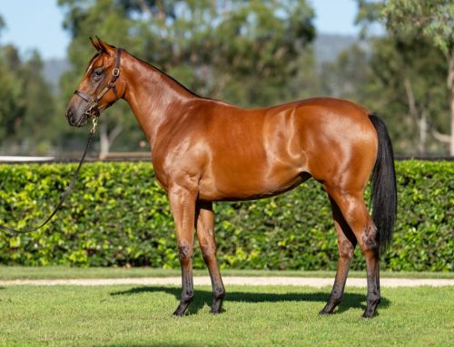 Lot 228: I Am Invincible x Joy at Last – filly