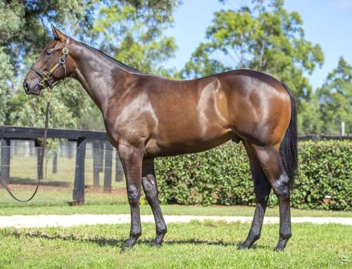 Lot 261: I Am Invincible x Sassy ‘N’ Smart colt