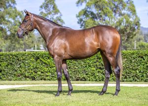 2025 Inglis Easter – Lot 266