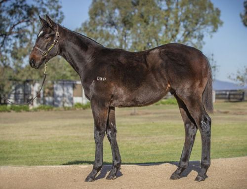 Lot 29: Lucky Vega (IRE) x Absolute Pleasure colt