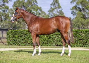 2025 Inglis Easter – Lot 318