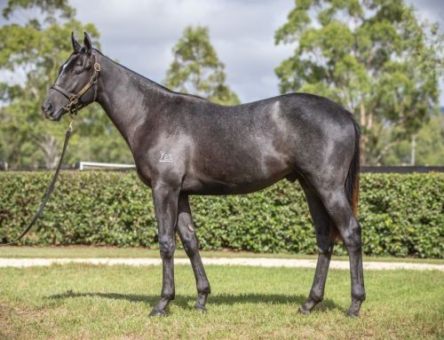 Lot 331: Shamus Award x Kentucky Tornado colt