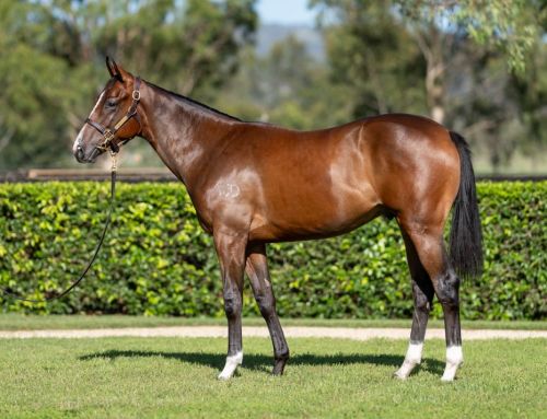 Lot 346: Dundeel x Namibia – colt