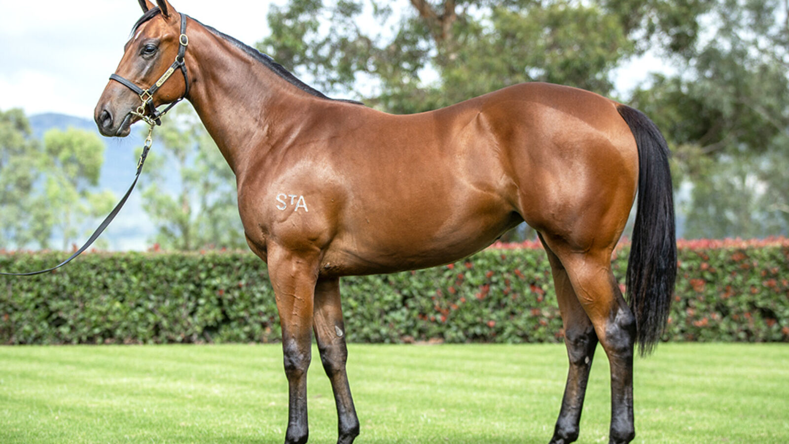 Emirates Park Purchase $1.55million I Am Invincible Filly
