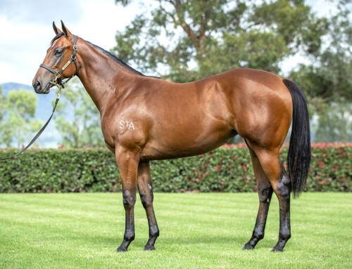 Emirates Park Purchase $1.55million I Am Invincible Filly