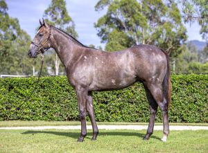 2025 Inglis Easter – Lot 362