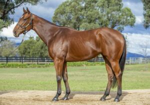 Magic Millions National Broodmare – Lot 411