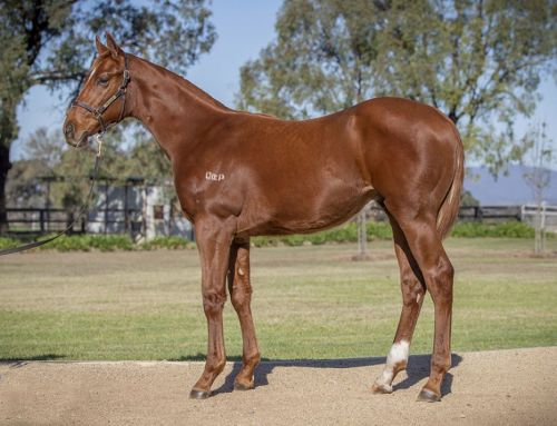 Lot 417: Written Tycoon x Sunset Affair colt