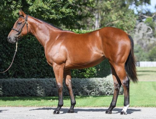 $3million I Am Invincible Filly New Record for Her Sire