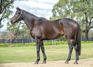 Magic Millions National Broodmare – Lot 456