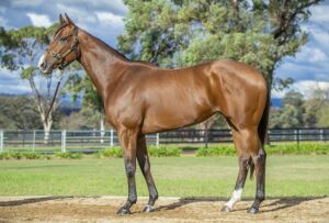 Magic Millions National Broodmare – Lot 465