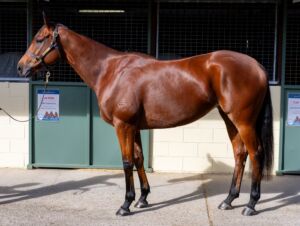 Magic Millions National Broodmare – Lot 482