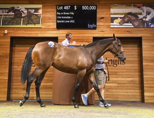 $500,000 I Am Invincible filly stars at Inglis Premier