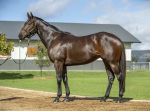 2025 Inglis Chairman’s – Lot 51