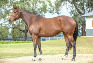 Magic Millions National Broodmare – Lot 525