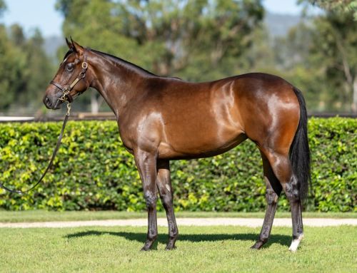 Lot 531: Wootton Bassett x Tigeen (NZ) – filly