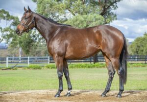 Magic Millions National Broodmare – Lot 533