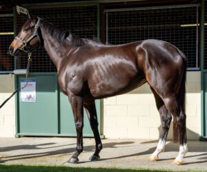 Magic Millions National Broodmare – Lot 599