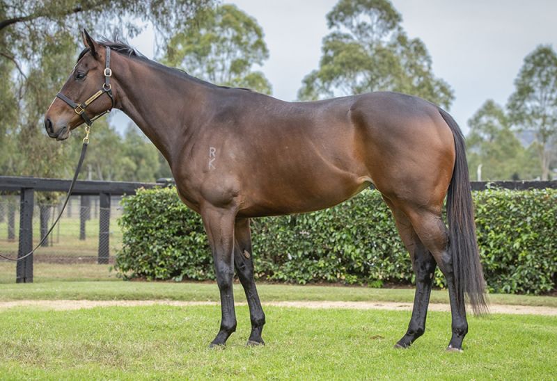 Sales – Yarraman Park Stud