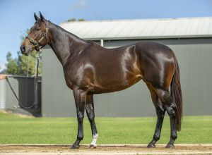 2025 Inglis Chairman’s – Lot 67