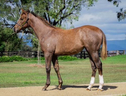 Lot 70: Bivouac x I Am Bugaboo filly