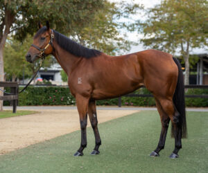 Inglis Chairman’s – Lot 71