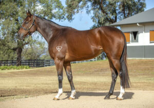 Inglis Chairman’s – Lot 86