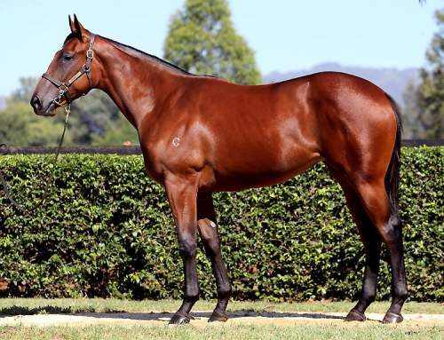 Lot 103 – Fastnet Rock x Perfect Persuasion – Bay Filly